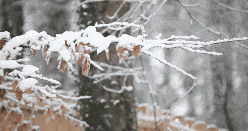 今日大雪丨听完29个雪的名字,原来每一场雪都独一无二