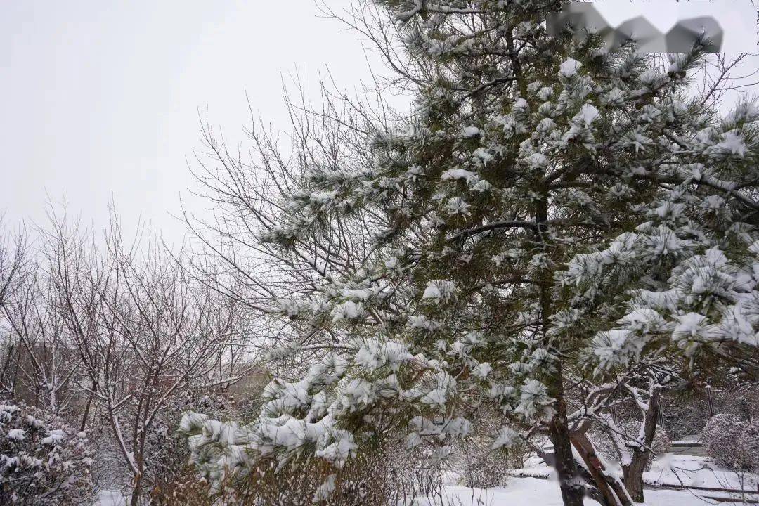 【包头市固阳县怀朔镇】【转载】大雪,愿安暖!