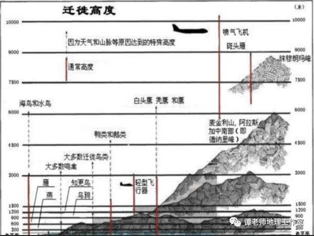 【地理视野】关于候鸟迁徙之痛背后的地理问题,中国候鸟迁徙路线图