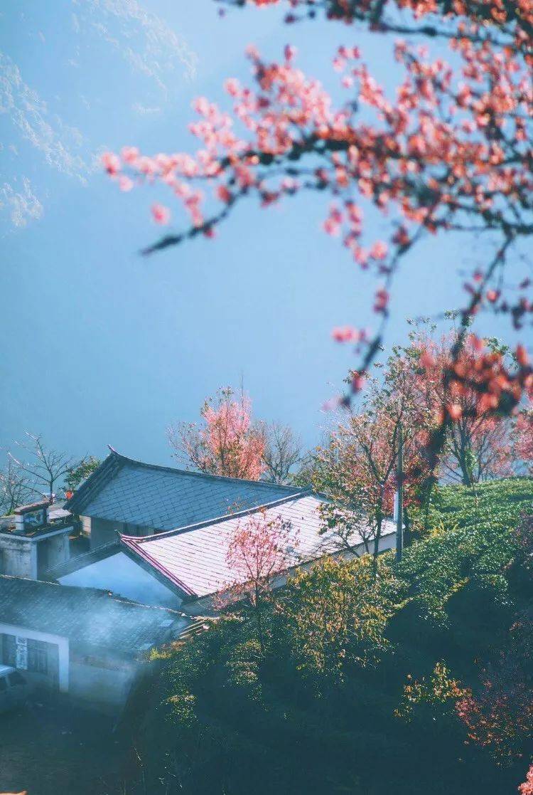 只在冬日盛开的樱花海！人少景美宛若仙境，现在去就能抓到国内“最早的春天”！