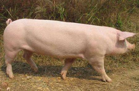 猪品种介绍——长白猪