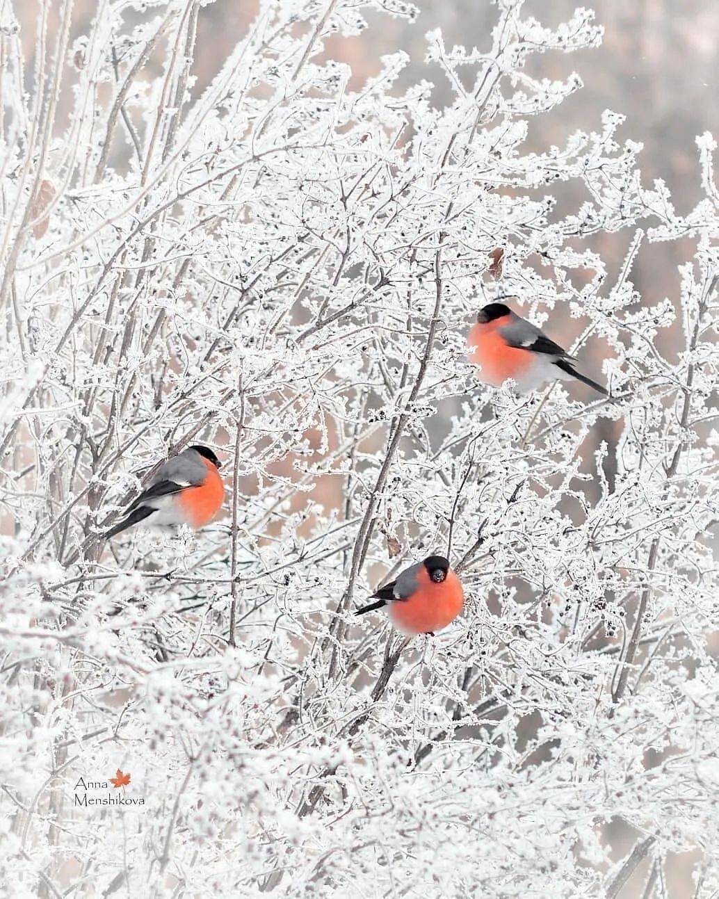 美了雪中的鸟儿