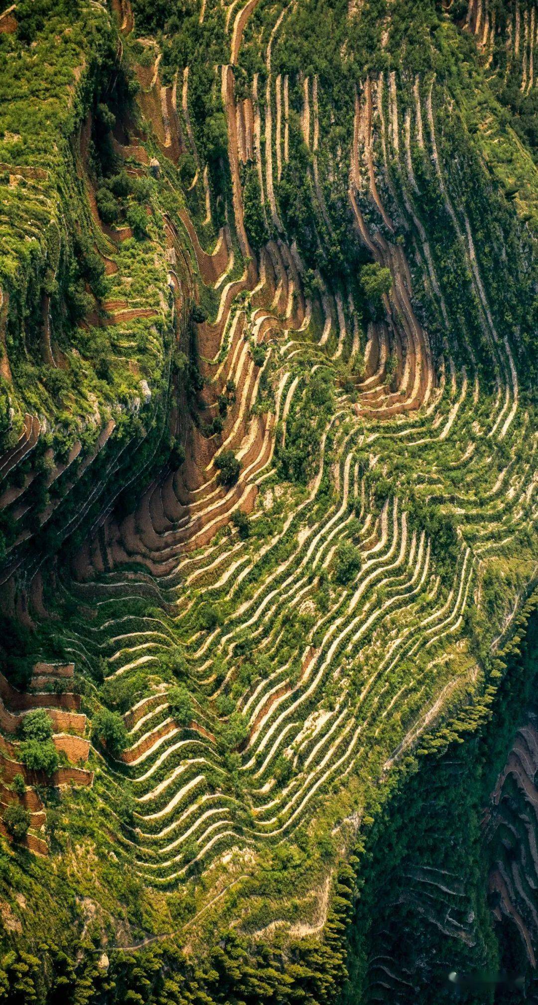 描绘了王金庄当年"农业学大寨"在岩凹修筑梯田的情景