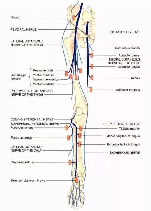 下肢神经的组成及走行汇总,轻松搞定腰腿疼!