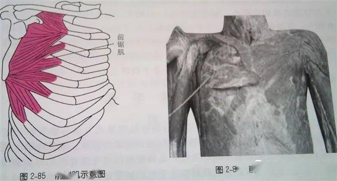 总结的很全的针刀治疗要点学针刀的人不容错过