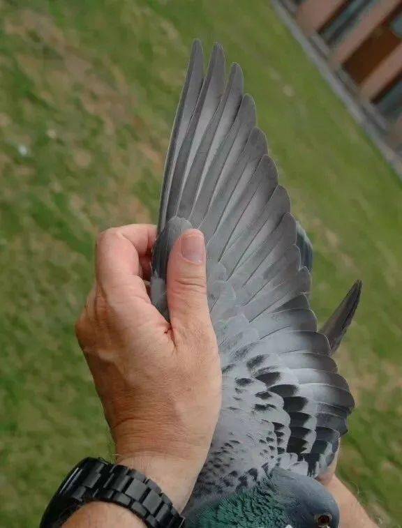 比赛竞翔中占尽优势的赛鸽翅膀是啥形状