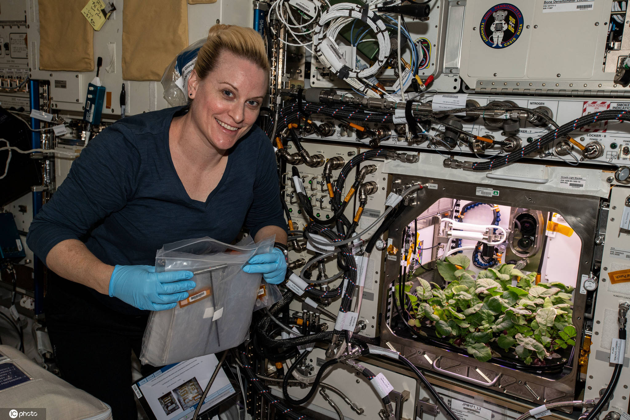 福尔|NASA收获史上首批“太空萝卜”