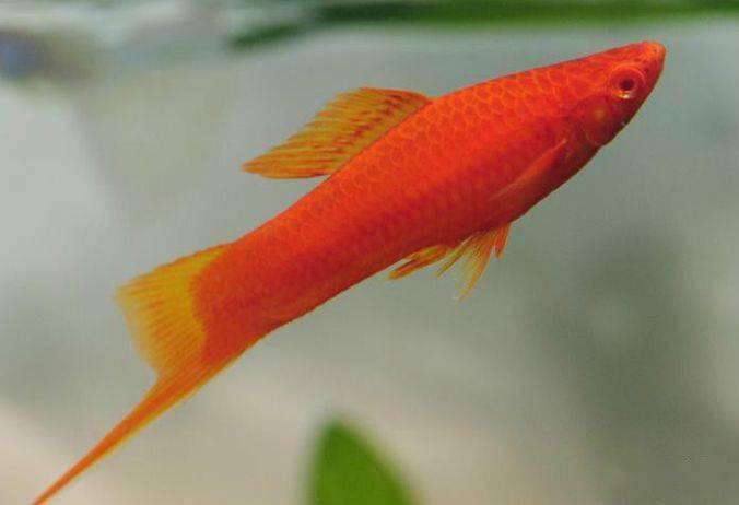 水族排名_水族服饰