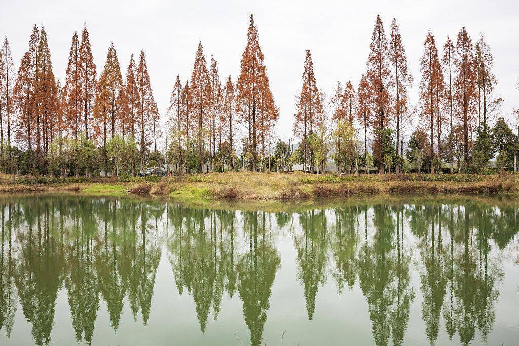 浙江仙居水杉红艳农村路