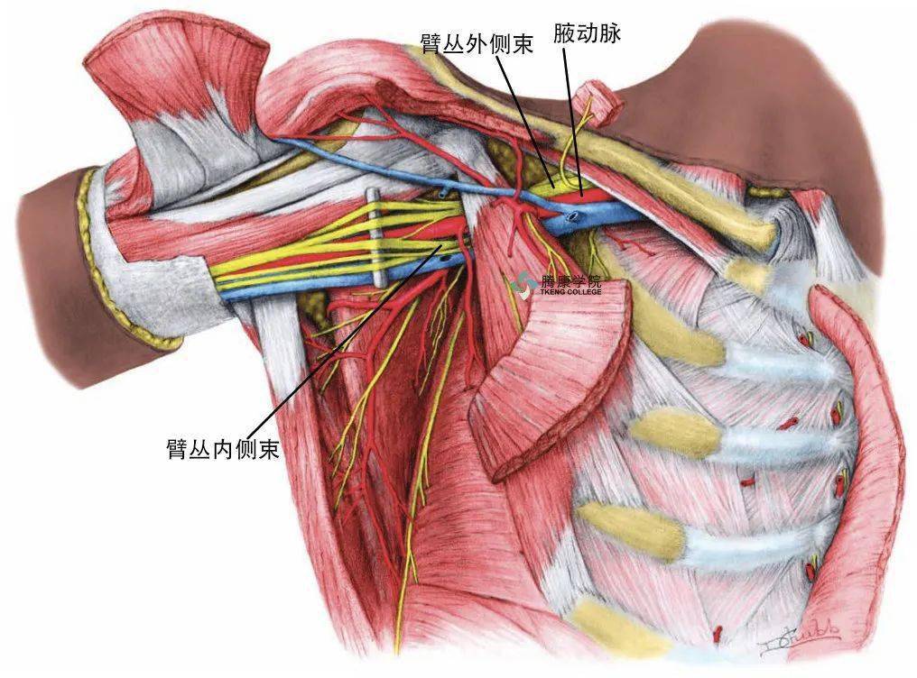 臂丛应用解剖