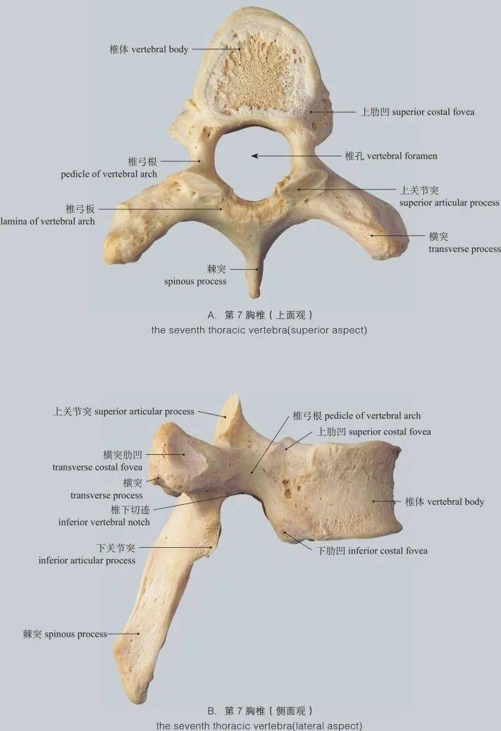 图1-5 胸椎 thoracic vertebra