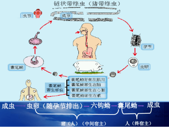 等等!先了解一下寄生虫病!_手机搜狐网