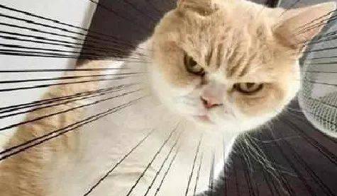 怎么看小猫是不是死了 8697ad13d6184b788e31911e94144e75.jpeg