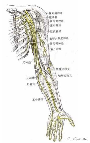 终支:为皮支,称前臂外侧皮神经,分布于前臂外侧的皮肤.