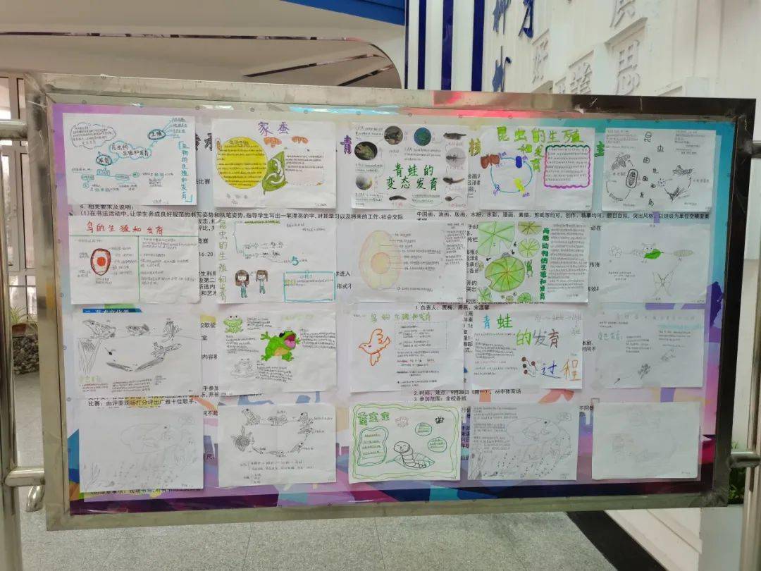 【生物学科周】感受生命,遇见美好——手抄报绘制展览