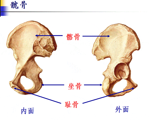 解剖学基础 |四肢骨及其连结_侧向