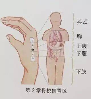 什么是中医全息 c85b9227f63949da8e6fc295bbfe0f85.jpeg