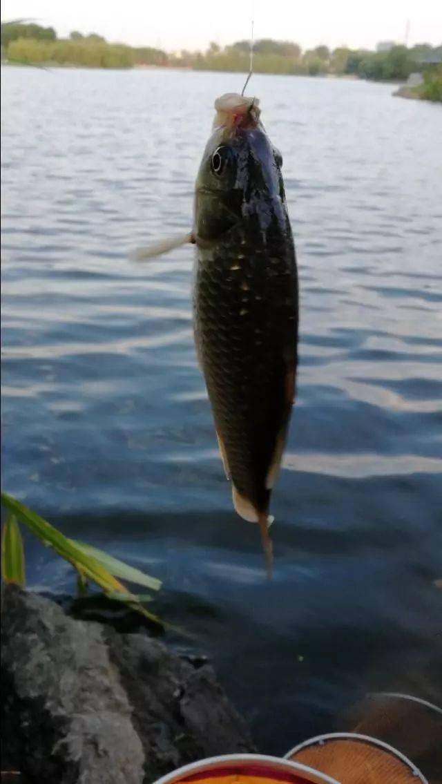 咋样调漂才能调得最准确 234318dedcc14759a6fe584a576b0ab1.jpeg