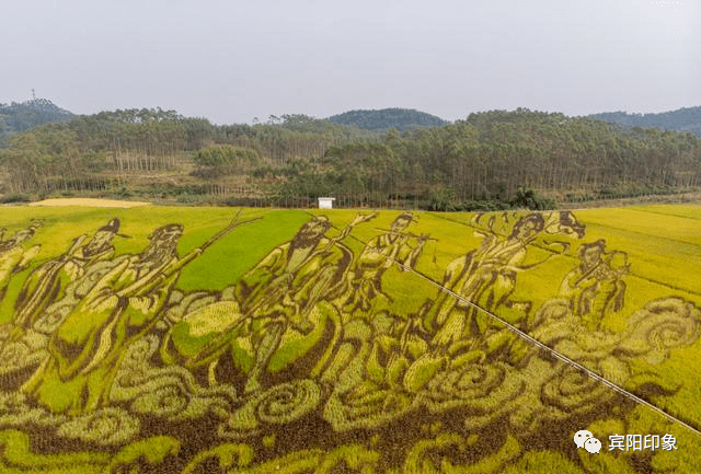 前几年还没有特别出名的时候,古辣的其他地方都会种植稻田画,但现在