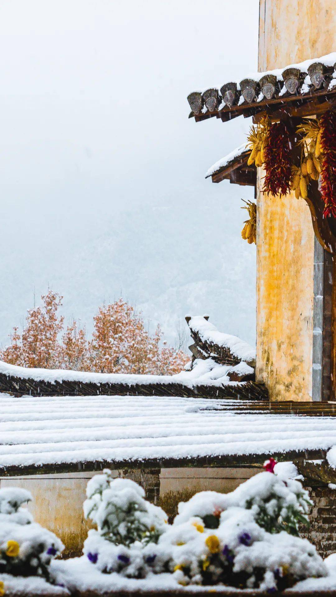 雪霁天晴朗!当篁岭邂逅今冬初雪,感受雪景与"枫"景的双重暴击!