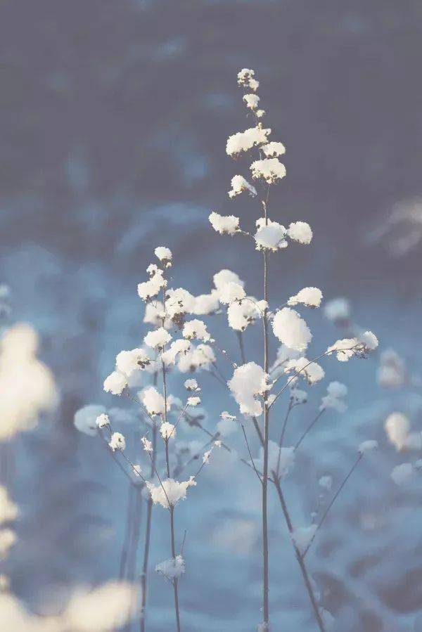 飞雪玉花曲谱_飞雪玉花简谱