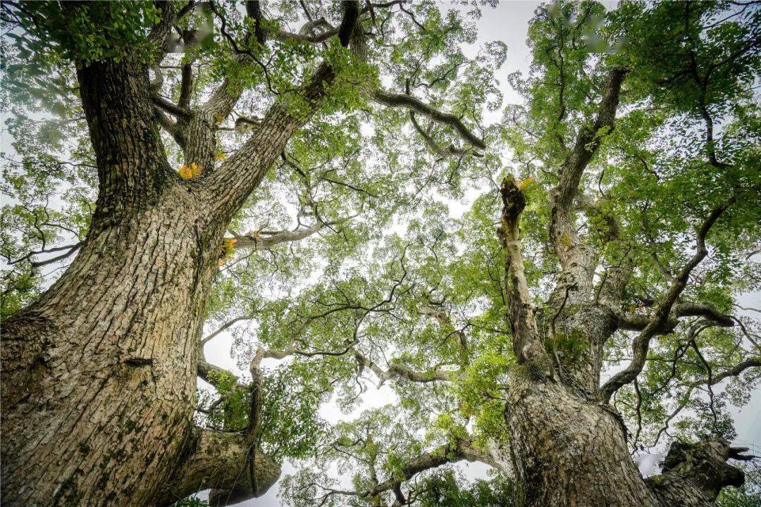 神机妙算刘伯温传说曲谱(3)