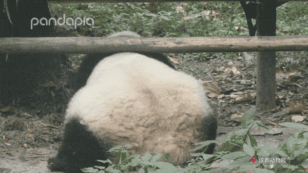竟然有两种大熊猫?我看都没个熊样!
