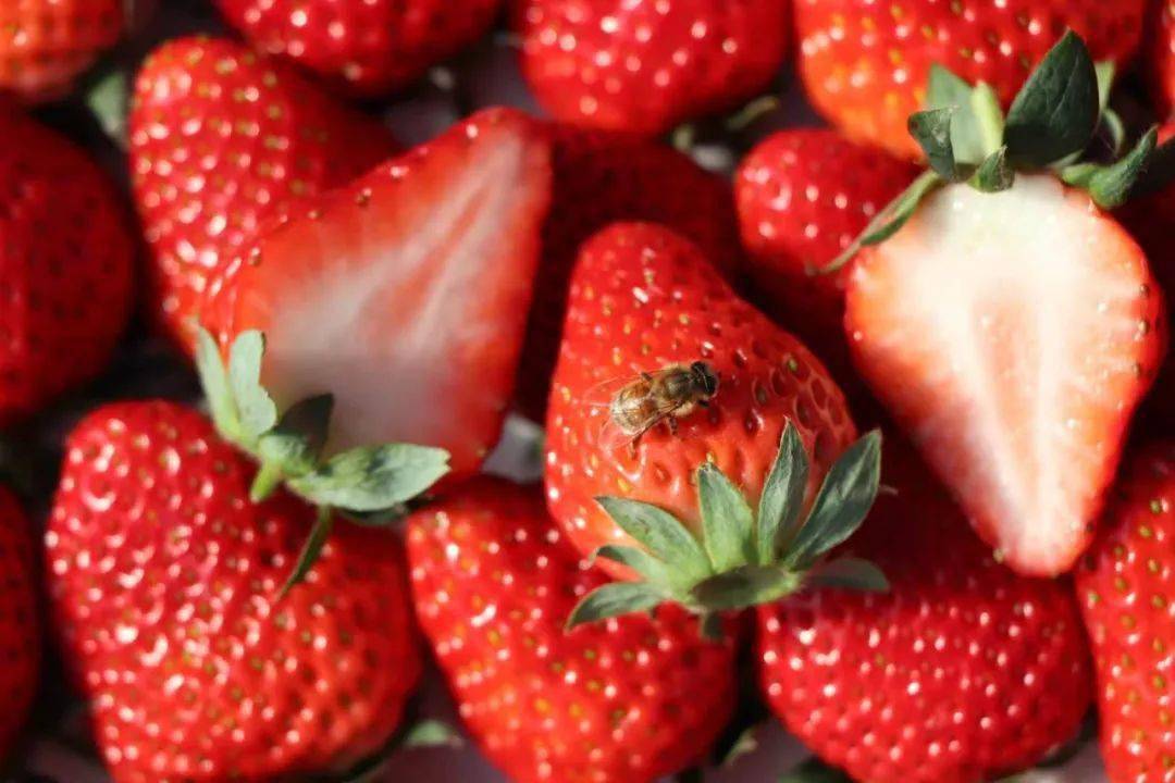 好吃又健康果肉饱满,果汁丰富而且非常美味,草莓果皮亮泽红颜草莓不仅