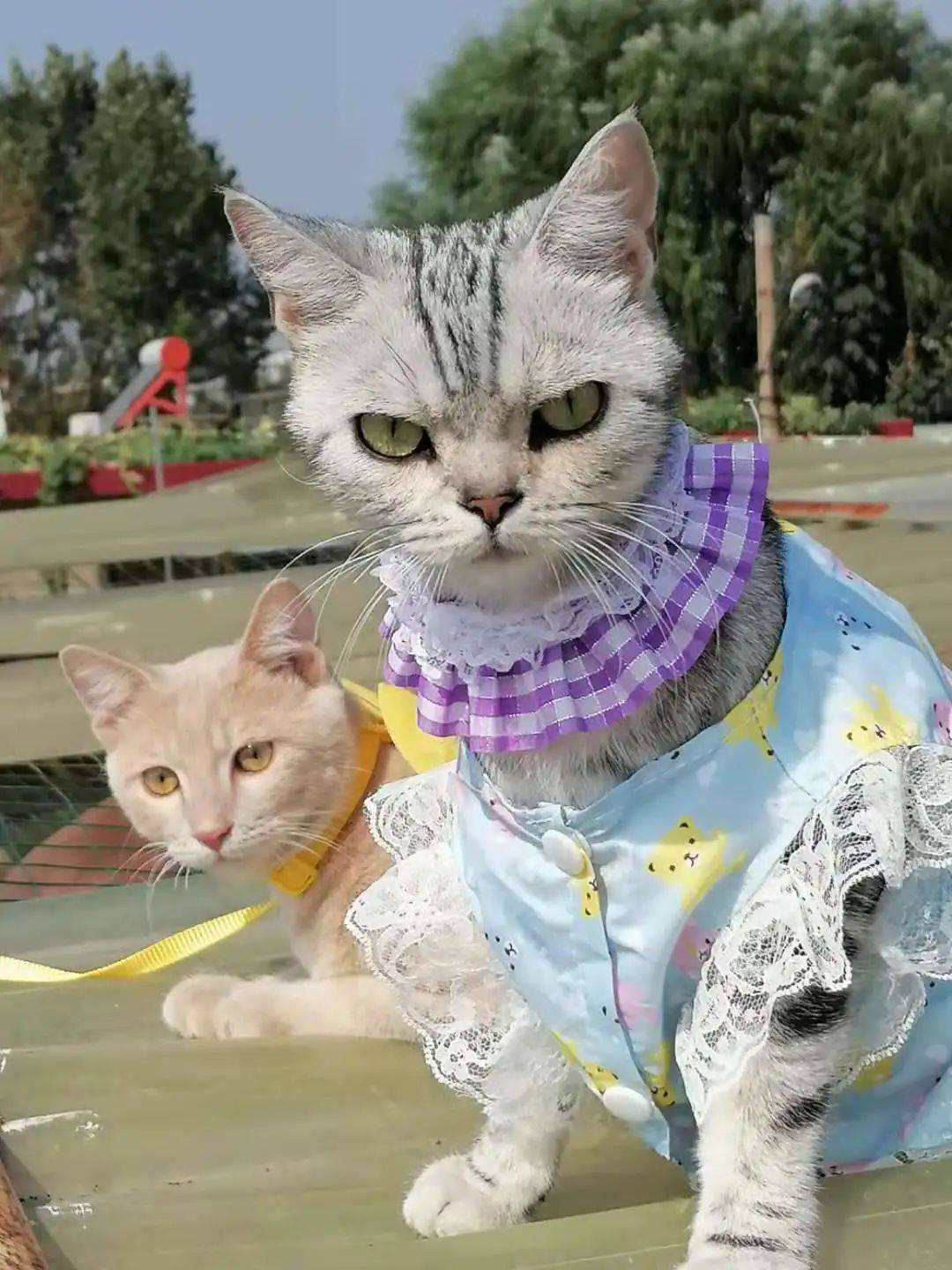 猫咪时装图鉴给最好看的猫穿上最好看的衣服是一种什么体验