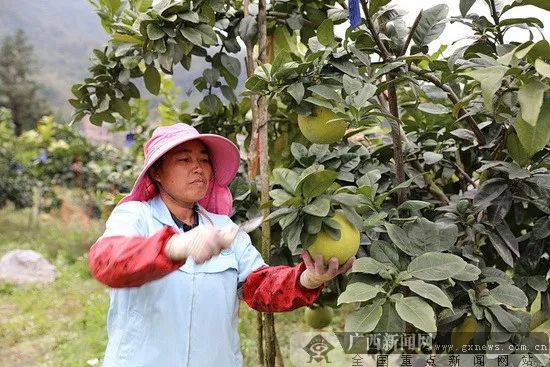 但是在环江毛南族自治县村集体经济扶贫产业园—塘万村特色水果种植