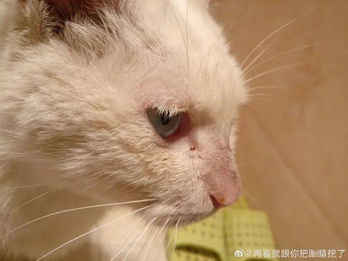 小猫怎么看性格黏人不黏人 1095be9f7d9649f9868b9d946a88c41c.jpeg