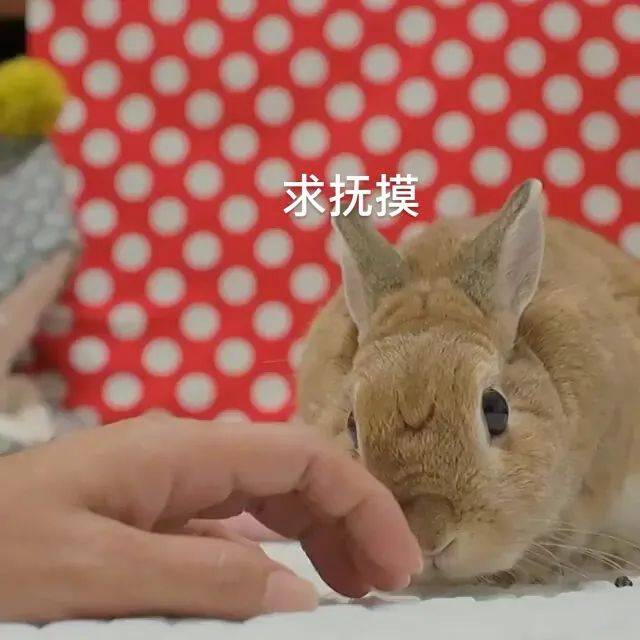 什么叫撸兔子 3991423eb3b64730bcd524659575f05c.jpeg