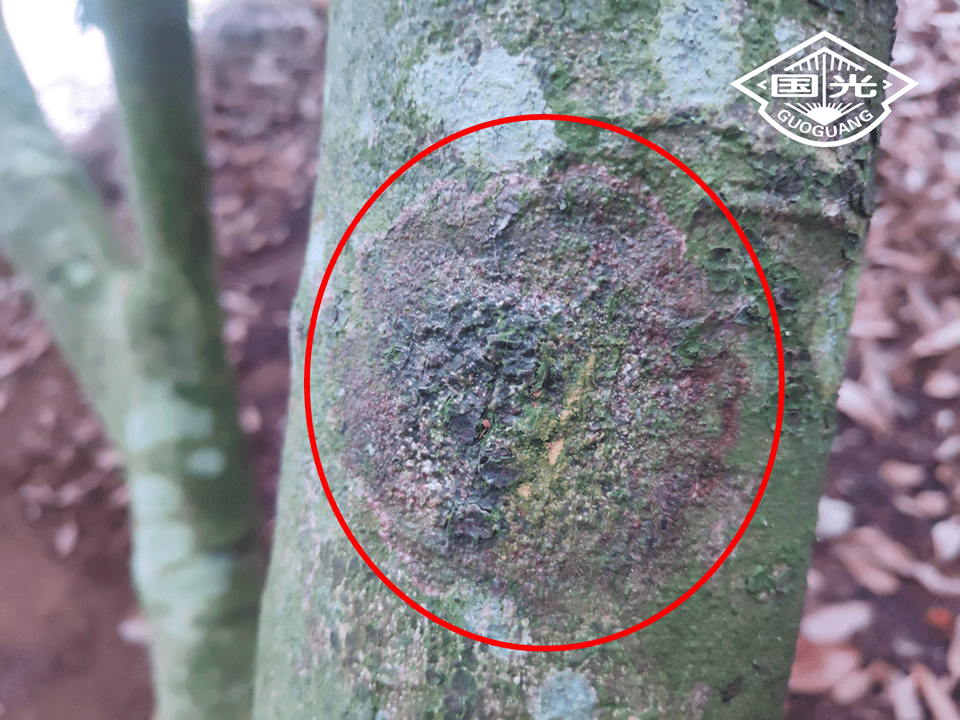 发病初期荔枝树皮粗糙或出现裂纹,发病中后期,病部出现凹陷,随着病害