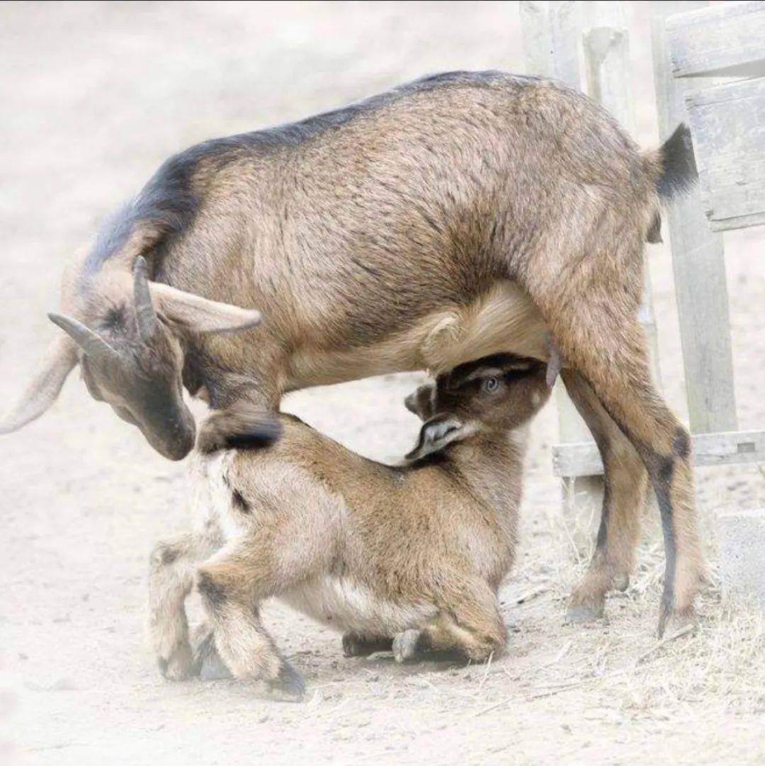 梦见哪些动物暗示要生儿子呢? 梦见哪些动物暗示要生儿子呢?