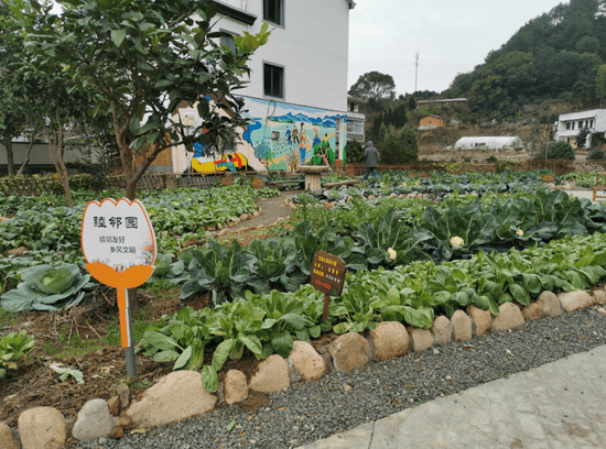 浙江衢州一米菜园风貌凸显乡村振兴她力量