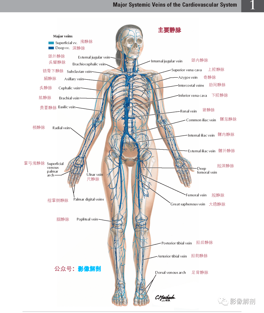 动脉,静脉,神经及淋巴系统