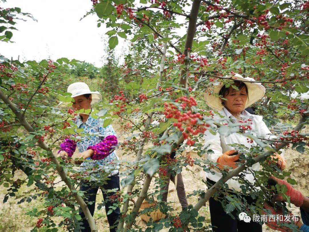 2020陇南市各县人口_西和县2020年减贫人口13111人