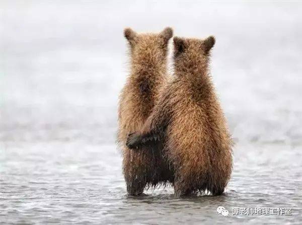 民不堪命指什么动物 千年成语暗藏动物密码：谁在替我们背负