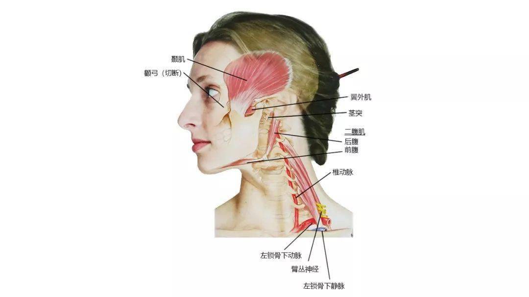 请收藏!超赞的高清头颈部骨骼及肌肉图谱