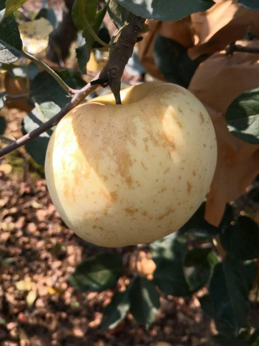 苹果树管理方法 6293e288391f468b868c3d2439f90aec.jpeg