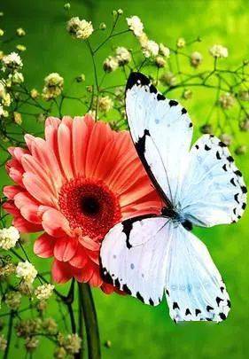 蝶与花相伴造句