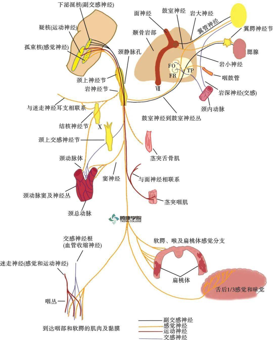 迷走神经:迷走神经背核;疑核 功能:支配咽,喉和胸,腹器官的平滑肌