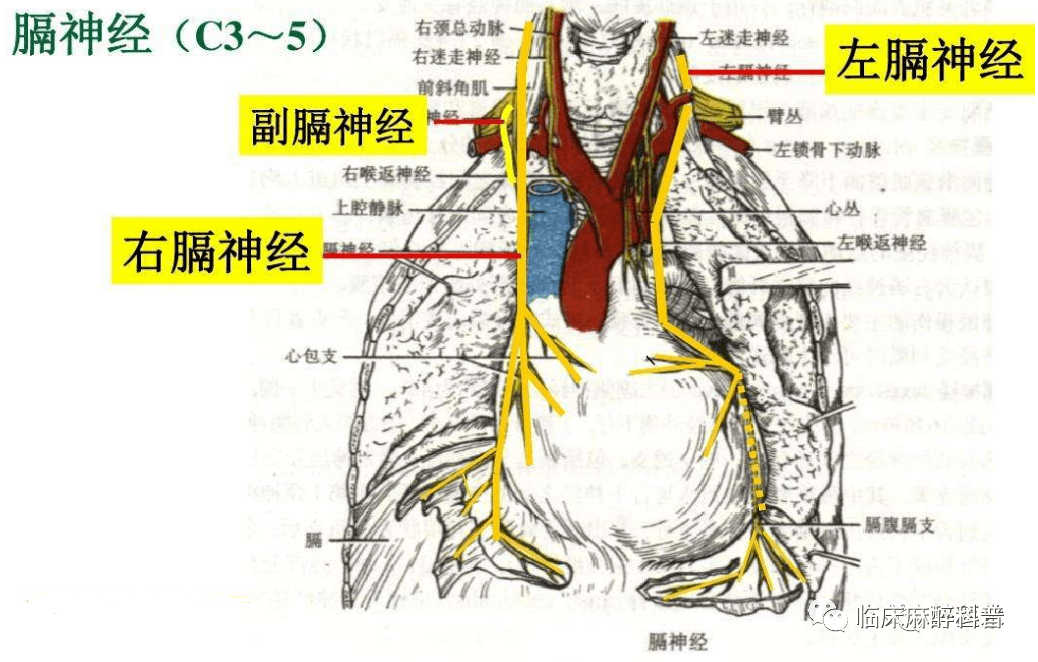 膈神经phrenic nerve