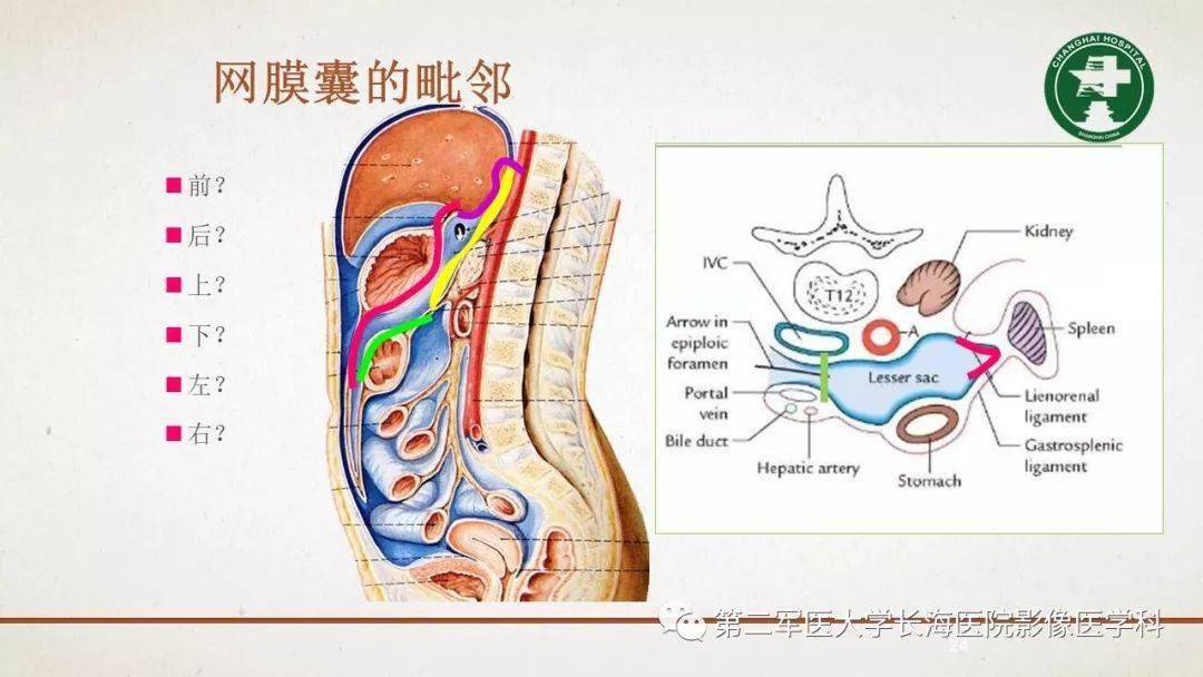 腹膜相关结构的影像解剖