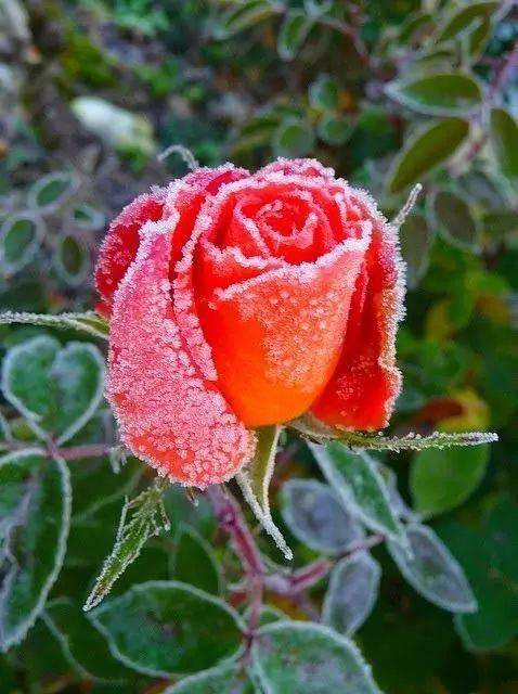 冰雪玫瑰,美到心醉.摘下一朵送给你!
