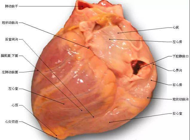 心脏解剖图