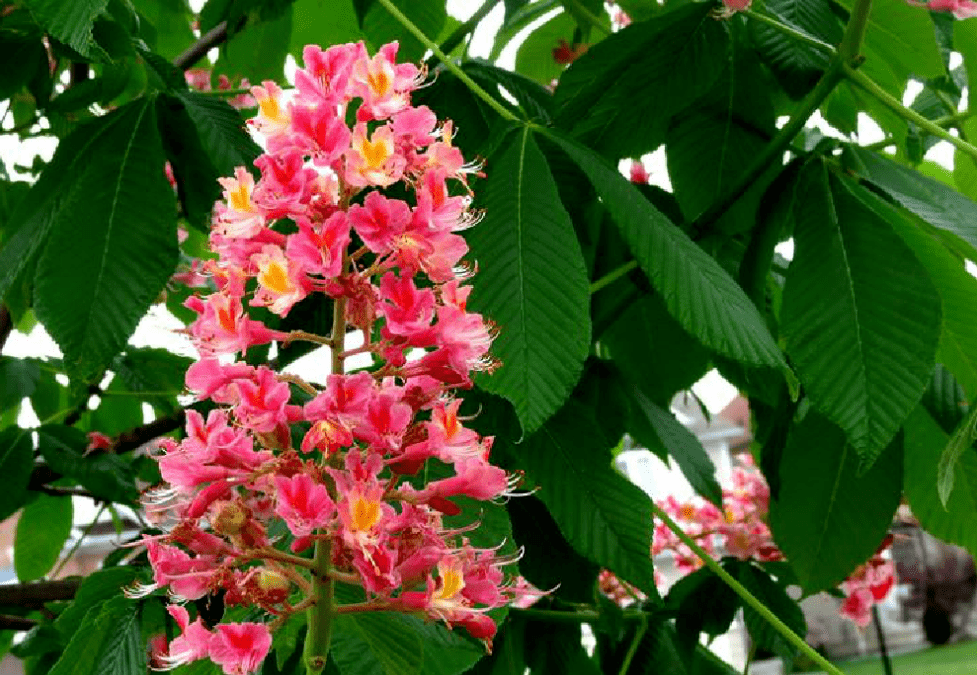 红花七叶树