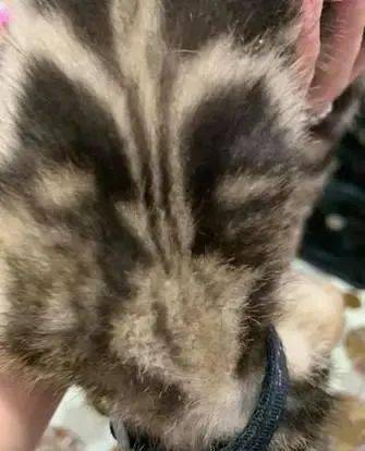 猪吃东西发出的声音 8d8061c262ca498ab4fb172853045d69.jpeg