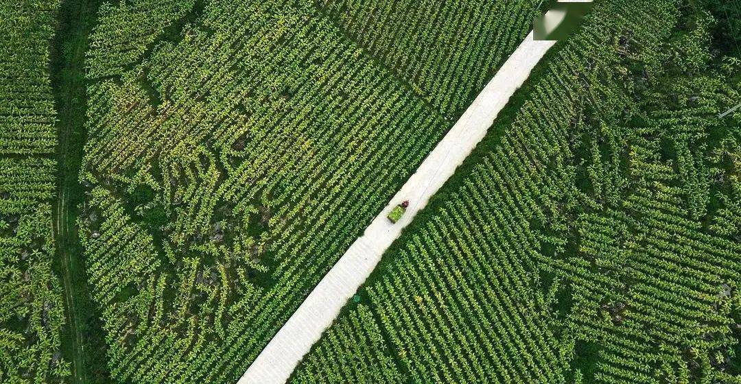 一农民种植了1小麦gdp_小麦简笔画