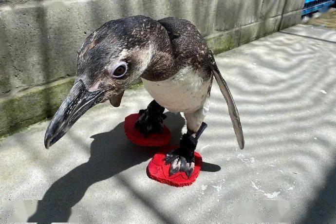 巨搞笑企鹅在迁徙中把脚磨破了然后得到了一双鹅字拖